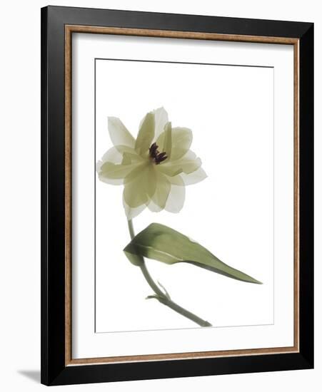 Xray Tulip II-Judy Stalus-Framed Photographic Print