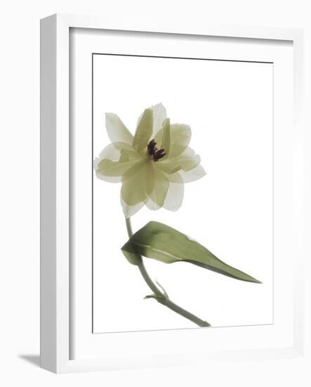 Xray Tulip II-Judy Stalus-Framed Photographic Print