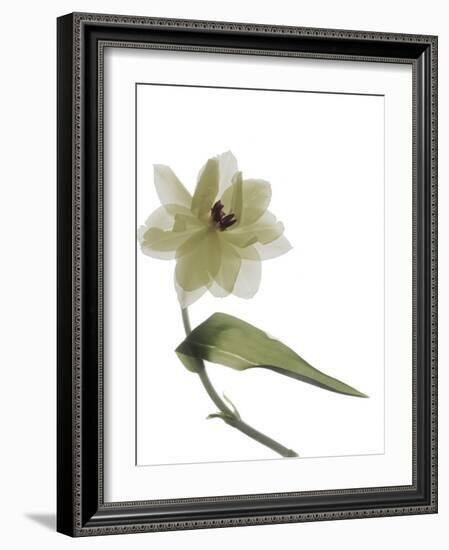 Xray Tulip II-Judy Stalus-Framed Photographic Print