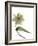 Xray Tulip II-Judy Stalus-Framed Photographic Print