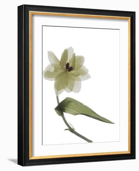 Xray Tulip II-Judy Stalus-Framed Photographic Print