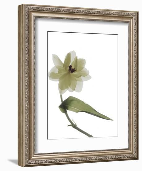 Xray Tulip II-Judy Stalus-Framed Premium Photographic Print