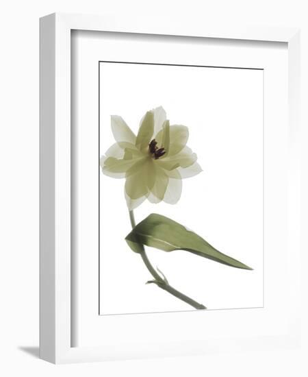 Xray Tulip II-Judy Stalus-Framed Premium Photographic Print
