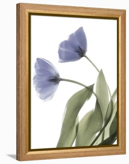 Xray Tulip III-Judy Stalus-Framed Premier Image Canvas