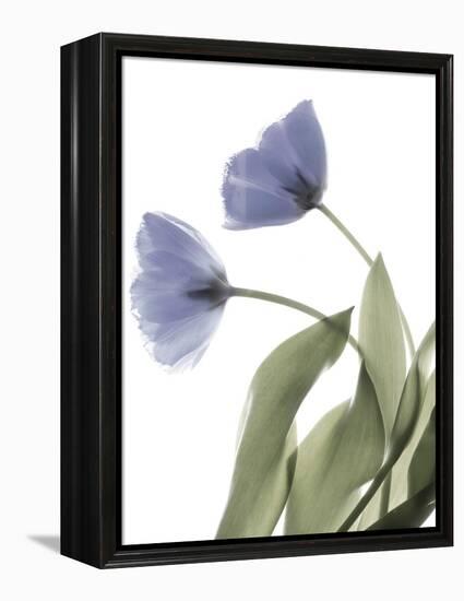 Xray Tulip III-Judy Stalus-Framed Premier Image Canvas