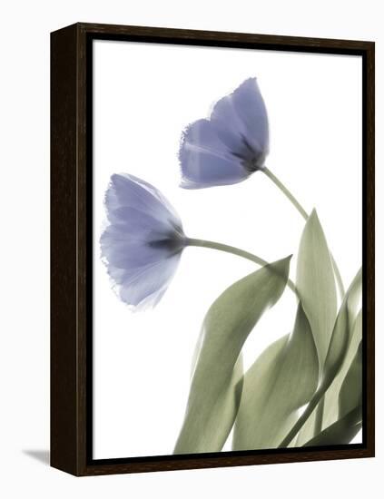 Xray Tulip III-Judy Stalus-Framed Premier Image Canvas