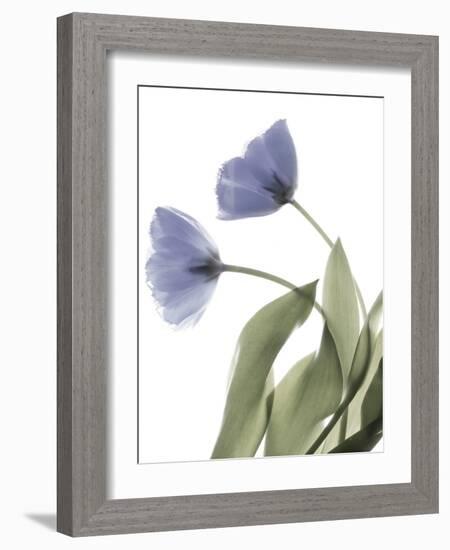 Xray Tulip III-Judy Stalus-Framed Photographic Print