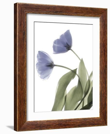 Xray Tulip III-Judy Stalus-Framed Photographic Print