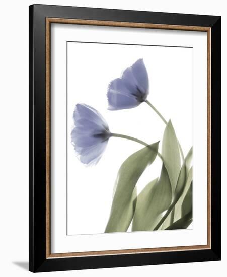 Xray Tulip III-Judy Stalus-Framed Photographic Print