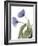 Xray Tulip III-Judy Stalus-Framed Photographic Print