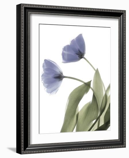 Xray Tulip III-Judy Stalus-Framed Photographic Print