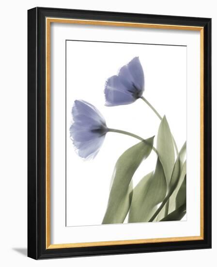 Xray Tulip III-Judy Stalus-Framed Photographic Print