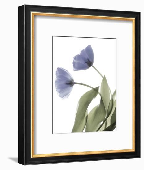 Xray Tulip III-Judy Stalus-Framed Photographic Print