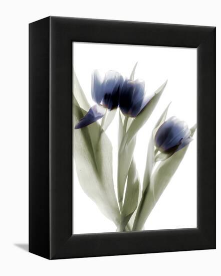 Xray Tulip IV-Judy Stalus-Framed Premier Image Canvas