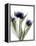 Xray Tulip IV-Judy Stalus-Framed Premier Image Canvas