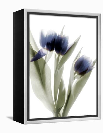 Xray Tulip IV-Judy Stalus-Framed Premier Image Canvas