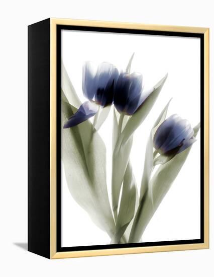 Xray Tulip IV-Judy Stalus-Framed Premier Image Canvas