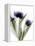 Xray Tulip IV-Judy Stalus-Framed Premier Image Canvas