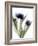 Xray Tulip IV-Judy Stalus-Framed Photographic Print