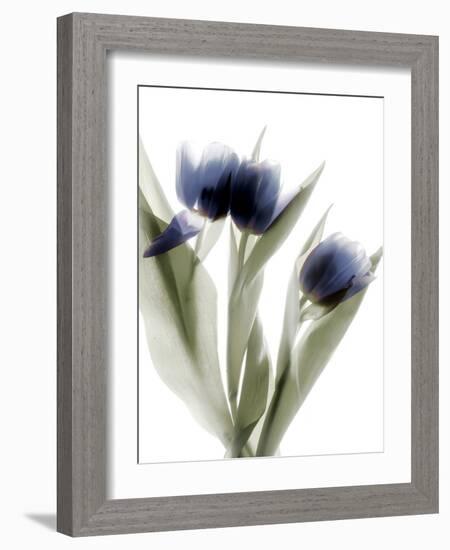 Xray Tulip IV-Judy Stalus-Framed Photographic Print