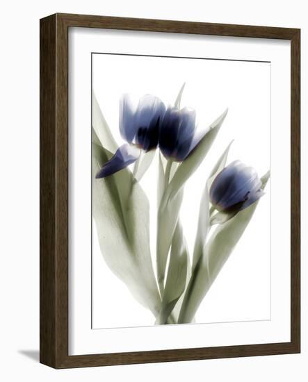 Xray Tulip IV-Judy Stalus-Framed Photographic Print