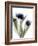 Xray Tulip IV-Judy Stalus-Framed Photographic Print