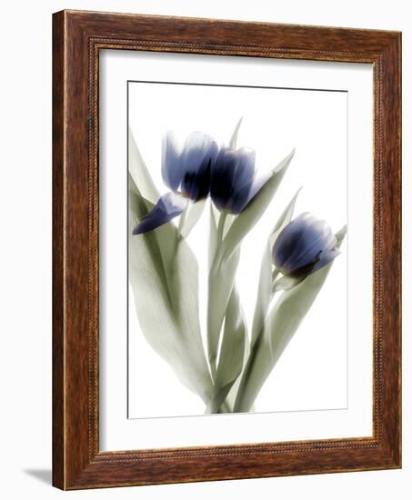 Xray Tulip IV-Judy Stalus-Framed Photographic Print