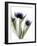 Xray Tulip IV-Judy Stalus-Framed Photographic Print