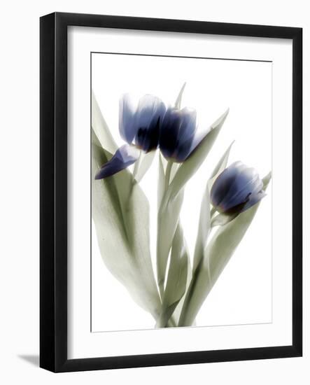 Xray Tulip IV-Judy Stalus-Framed Photographic Print