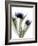 Xray Tulip IV-Judy Stalus-Framed Photographic Print