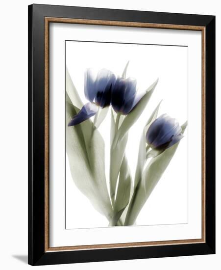 Xray Tulip IV-Judy Stalus-Framed Photographic Print