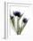 Xray Tulip IV-Judy Stalus-Framed Photographic Print