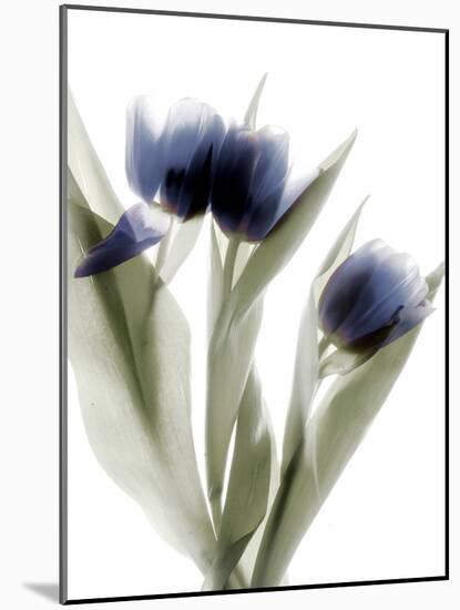 Xray Tulip IV-Judy Stalus-Mounted Photographic Print