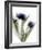 Xray Tulip IV-Judy Stalus-Framed Photographic Print