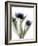 Xray Tulip IV-Judy Stalus-Framed Photographic Print