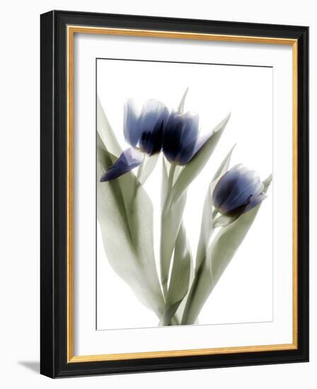 Xray Tulip IV-Judy Stalus-Framed Photographic Print