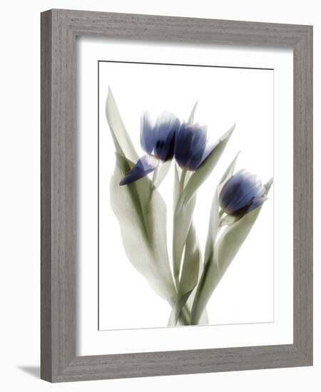 Xray Tulip IX-Judy Stalus-Framed Photographic Print