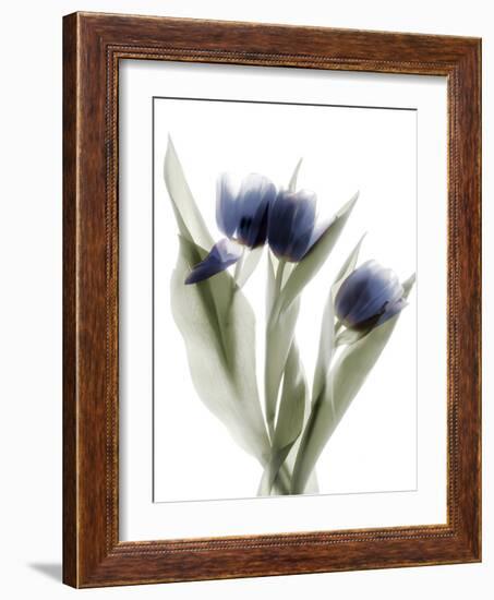 Xray Tulip IX-Judy Stalus-Framed Photographic Print