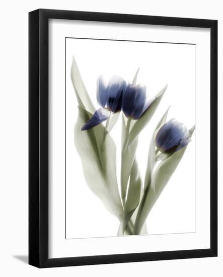 Xray Tulip IX-Judy Stalus-Framed Photographic Print