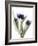 Xray Tulip IX-Judy Stalus-Framed Photographic Print