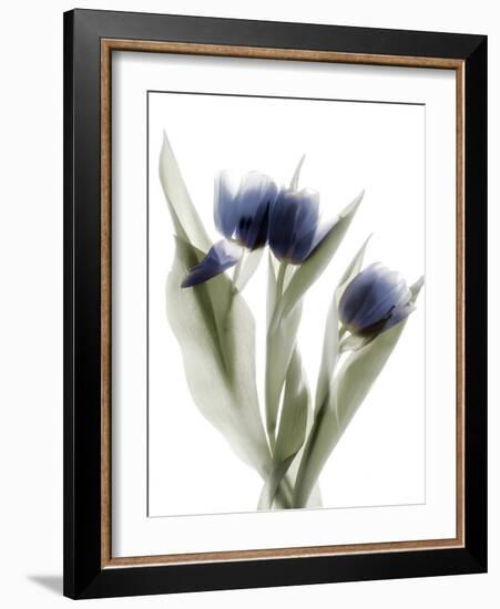 Xray Tulip IX-Judy Stalus-Framed Photographic Print