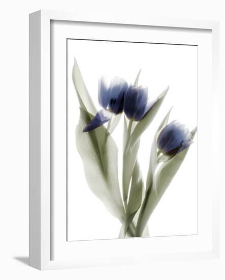 Xray Tulip IX-Judy Stalus-Framed Photographic Print