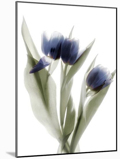 Xray Tulip IX-Judy Stalus-Mounted Photographic Print