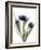 Xray Tulip IX-Judy Stalus-Framed Photographic Print