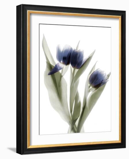 Xray Tulip IX-Judy Stalus-Framed Photographic Print