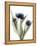 Xray Tulip IX-Judy Stalus-Framed Premier Image Canvas