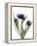 Xray Tulip IX-Judy Stalus-Framed Premier Image Canvas