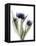 Xray Tulip IX-Judy Stalus-Framed Premier Image Canvas