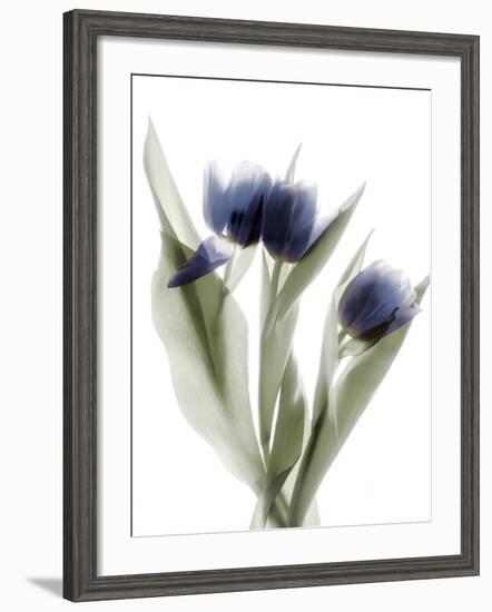 Xray Tulip IX-Judy Stalus-Framed Photographic Print