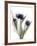 Xray Tulip IX-Judy Stalus-Framed Photographic Print